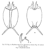 Mytilina macrocera
