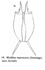 Mytilina macrocera