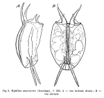 Mytilina macrocera