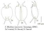 Mytilina macrocera