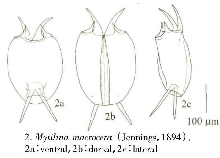 Mytilina macrocera