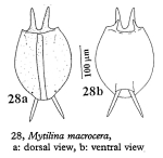 Mytilina macrocera