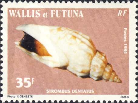 Strombus dentatus