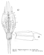 Mytilina macrocera