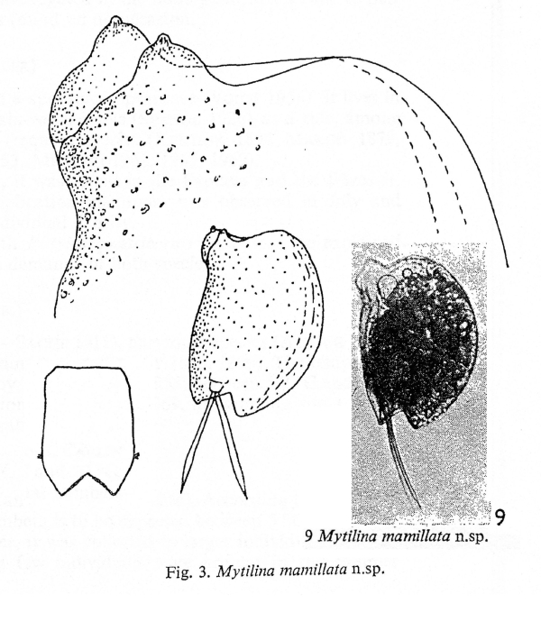 Mytilina mamillata - Original description image