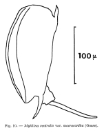 Mytilina michelangellii