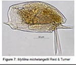 Mytilina michelangellii