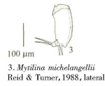 Mytilina michelangellii
