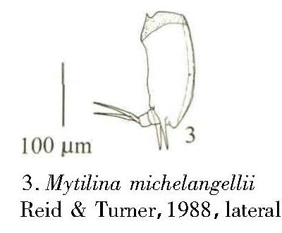 Mytilina michelangellii Mytilina michelangellii