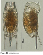 Mytilina michelangellii