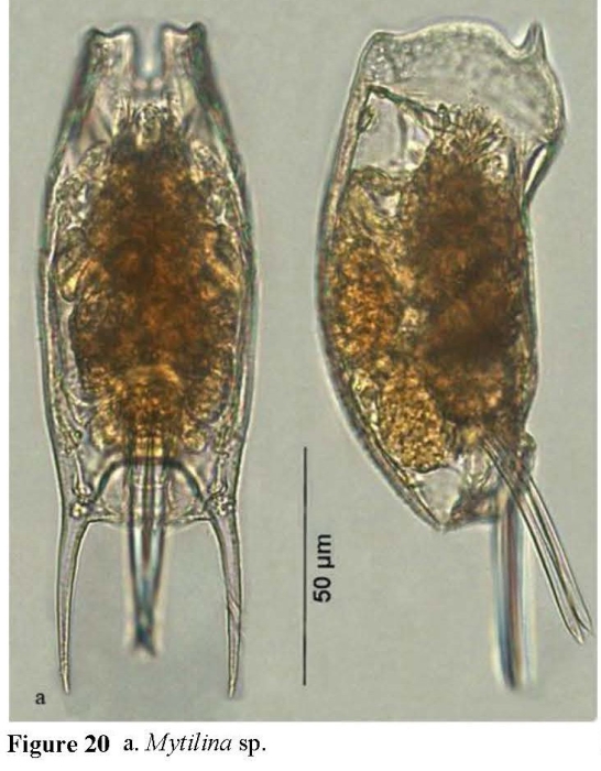 Mytilina michelangellii Mytilina michelangellii