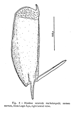 Mytilina michelangellii - Original description image
