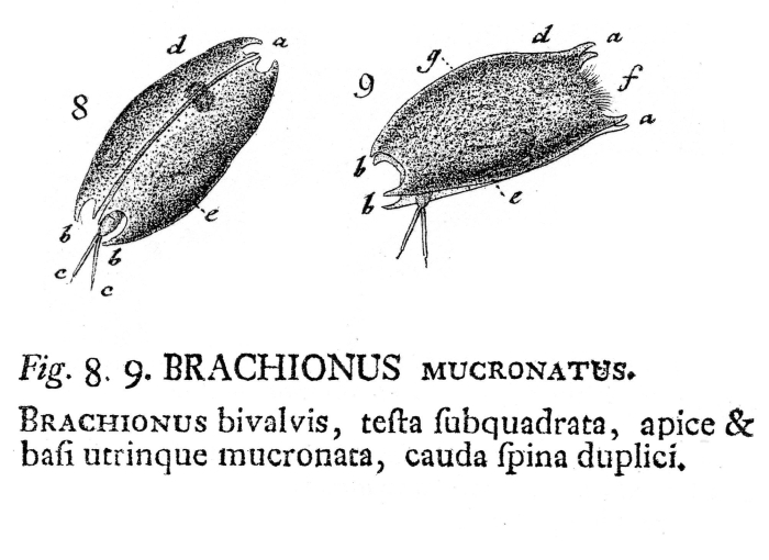 Mytilina mucronata Mytilina mucronata