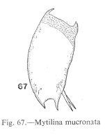 Mytilina mucronata