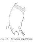 Mytilina mucronata