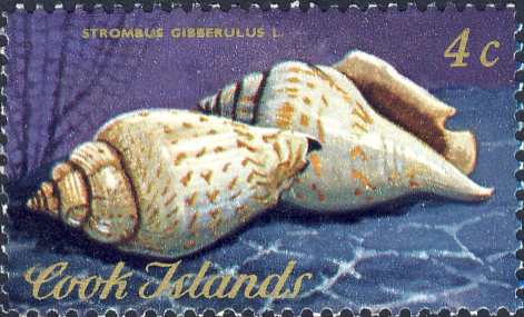 Strombus gibberulus Strombus gibberulus