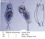 Mytilina mucronata