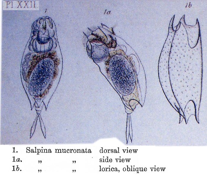 Mytilina mucronata Mytilina mucronata