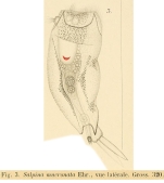 Mytilina mucronata