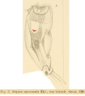 Mytilina mucronata