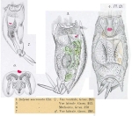 Mytilina mucronata