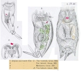 Mytilina mucronata