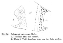 Mytilina mucronata