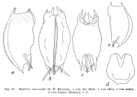 Mytilina mucronata