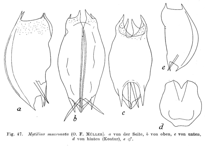 Mytilina mucronata Mytilina mucronata