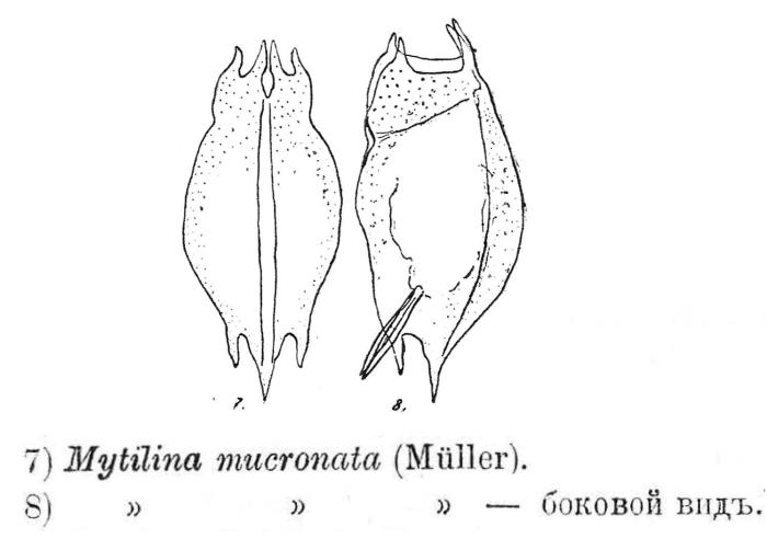 Mytilina mucronata Mytilina mucronata