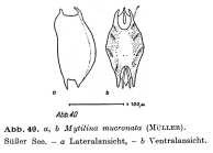 Mytilina mucronata