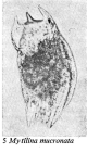 Mytilina mucronata