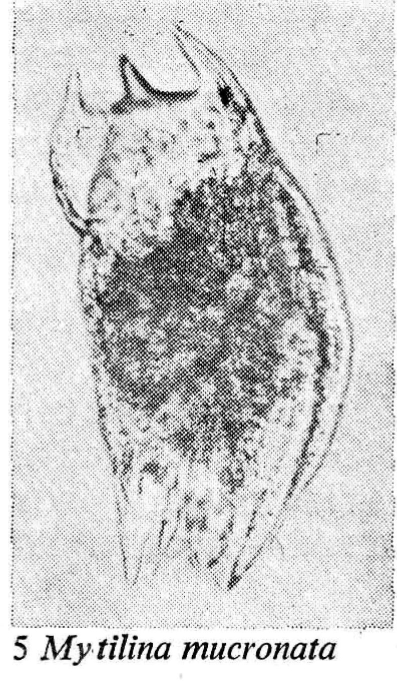 Mytilina mucronata Mytilina mucronata