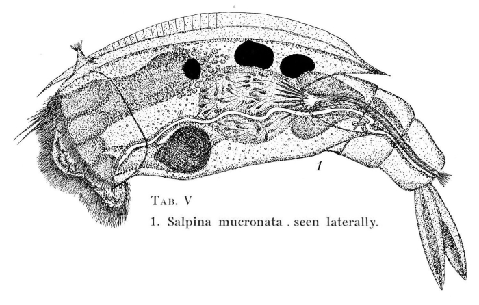 Mytilina mucronata Mytilina mucronata