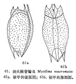 Mytilina mucronata
