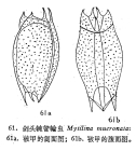 Mytilina mucronata