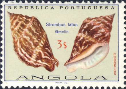 Strombus latus