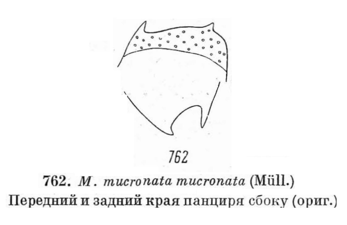 Mytilina mucronata Mytilina mucronata