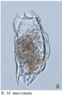 Mytilina mucronata