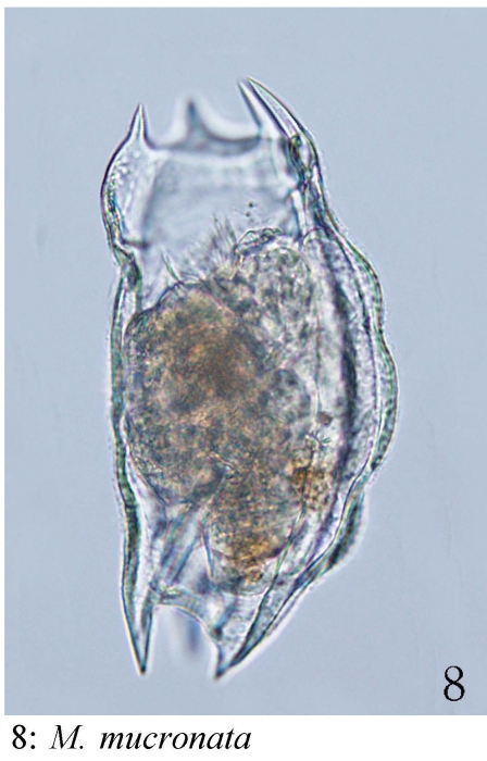 Mytilina mucronata Mytilina mucronata