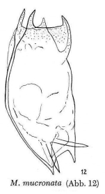 Mytilina mucronata