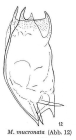 Mytilina mucronata