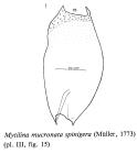 Mytilina mucronata