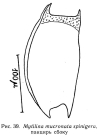 Mytilina mucronata