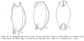 Mytilina mucronata