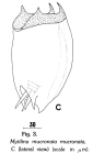 Mytilina mucronata