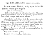 Mytilina mucronata - Original description image