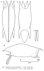 Mytilina mucronata f. longicauda - Original description image