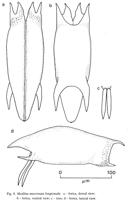 Mytilina mucronata f. longicauda - Original description image