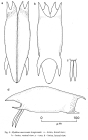 Mytilina mucronata f. longicauda